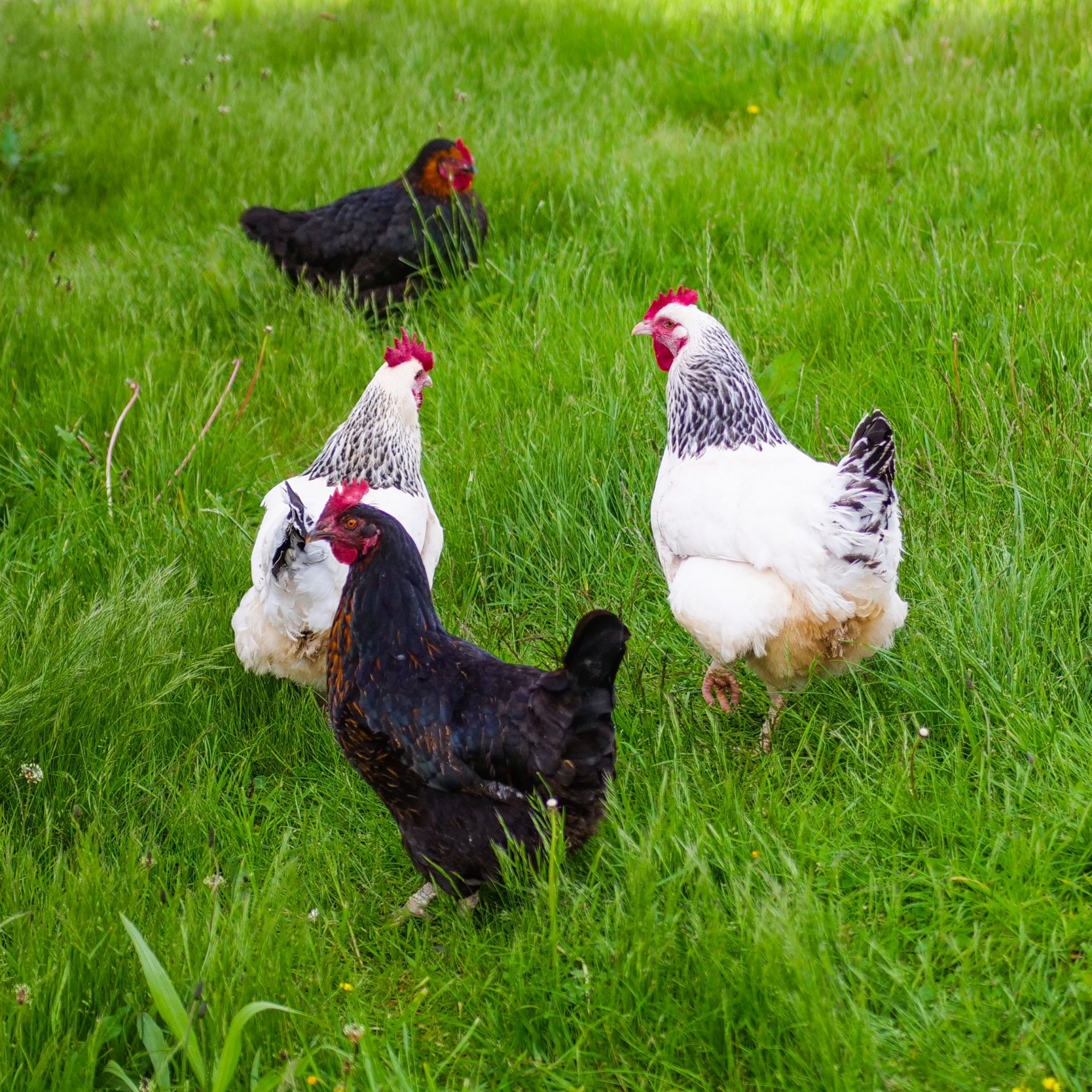 La ferme et le potager